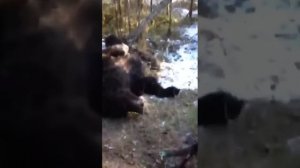 Попытка нападения медведя на человека.