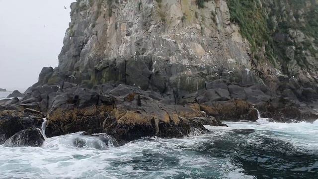 Лежбище сивучей. Камчатка смотреть онлайн