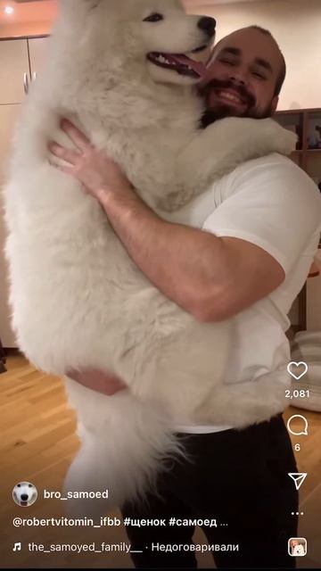 #щенок #самоед #самоедскаялайка #pappy #samoed #bro смотреть онлайн