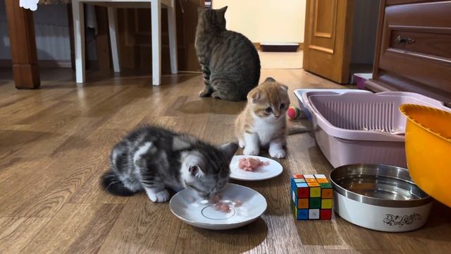 Клубным шотландским котикам Плюше и Ушастику - 50 дней!🙀 смотреть онлайн