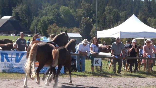 18 Hydra - - Schwarzwälder Kaltblut Stute *05.04.2020 - Fohlenschau Sankt Märgen 06.08.2020 смотреть онлайн