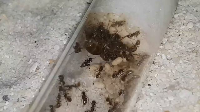 umbratus vs niger смотреть онлайн