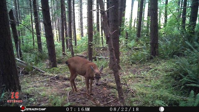 Trail Cam Project смотреть онлайн
