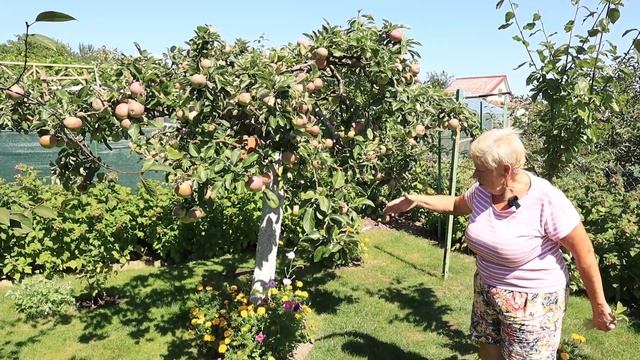 Jak uzyskać duże jabłka ze starszej jabłonki. Drzewka Pani Ireny. смотреть онлайн