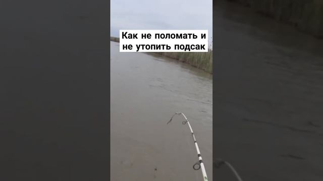 #дикий сазан смотреть онлайн