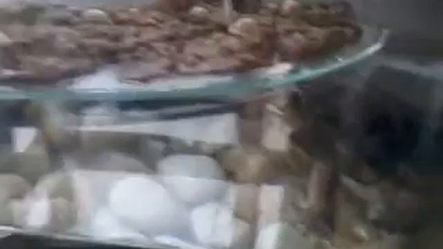 Trachemys dorbigni eating a fish смотреть онлайн