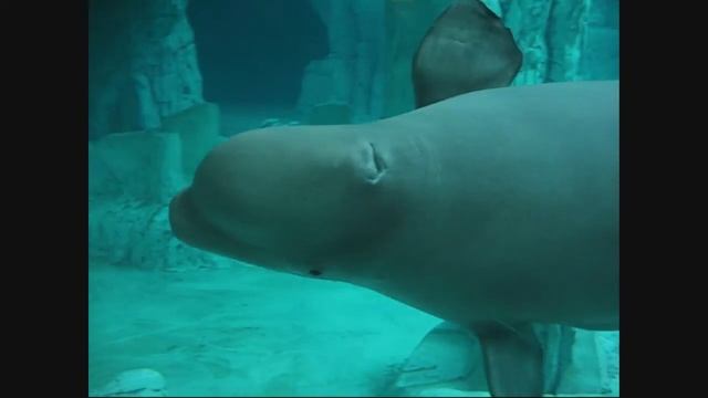 Beluga ó Ballena blanca en Oceanográfico Valencia.wmv смотреть онлайн