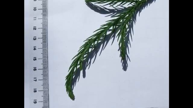 Cryptomeria Japonica