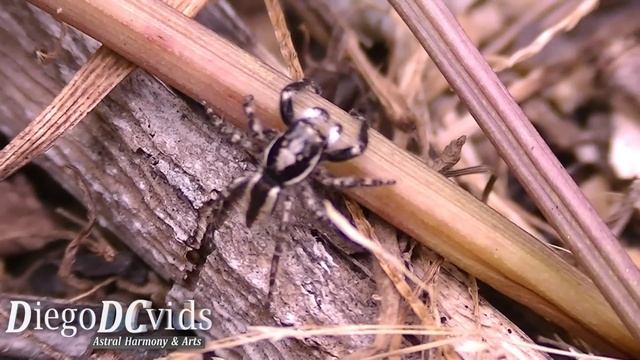 Menemerus bivittatus Male Jumping Spider Species (Salticidae) Brasil смотреть онлайн