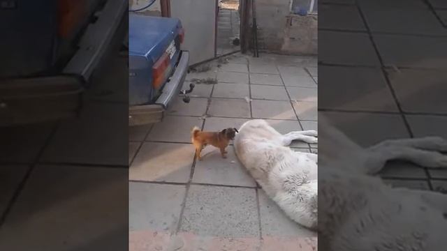 Собака делает массаж смотреть онлайн