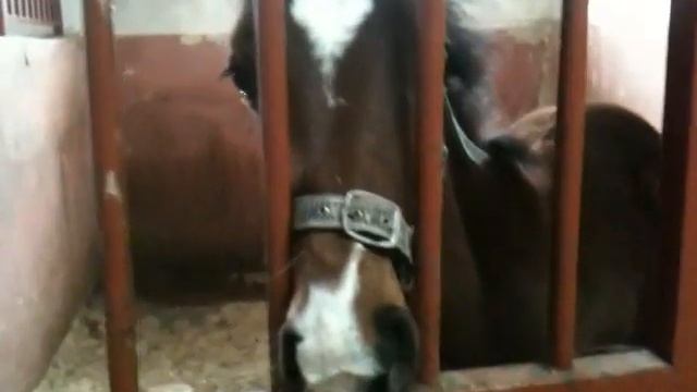 Лошаденка / Horse смотреть онлайн