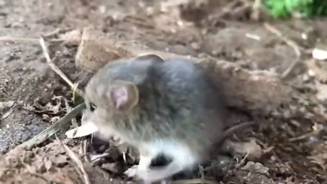 Смелый лесной мыш смотреть онлайн