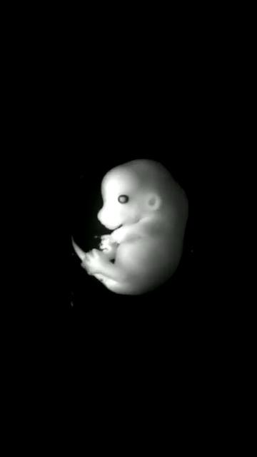 EMAP mouse embryo morph смотреть онлайн