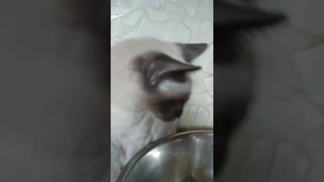 Кот Асяня и кот Чуня в своём репертуаре l Кошачьи бои без правил l Кто оказался хитрее смотреть онлайн