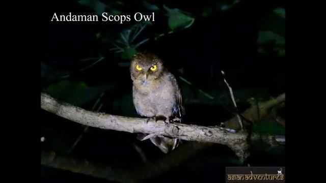 Birds Of Andaman | Bird Watching In Andaman | Andaman Birding Tours смотреть онлайн