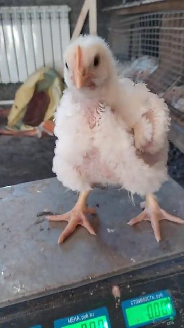 БРОЙЛЕР 1 мес. ИНДЮШАТА 3 недели смотреть онлайн