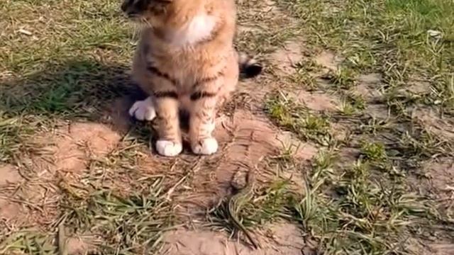 Cat vs lizard/ Кошка против ящерицы смотреть онлайн