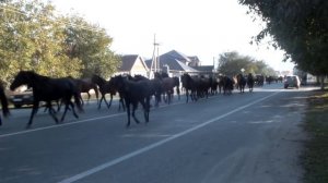 Кабардинская порода лошадей