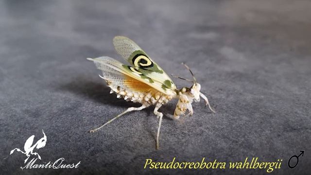 Pseudocreobotra wahlbergii ... samiec смотреть онлайн