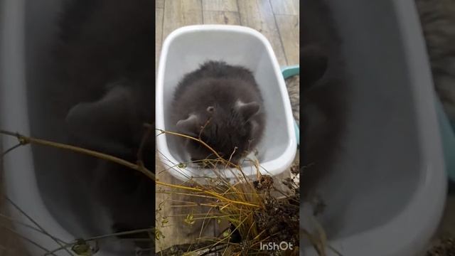 Коты в тазах . Эко игрушки для кошек . Сухие травы . смотреть онлайн