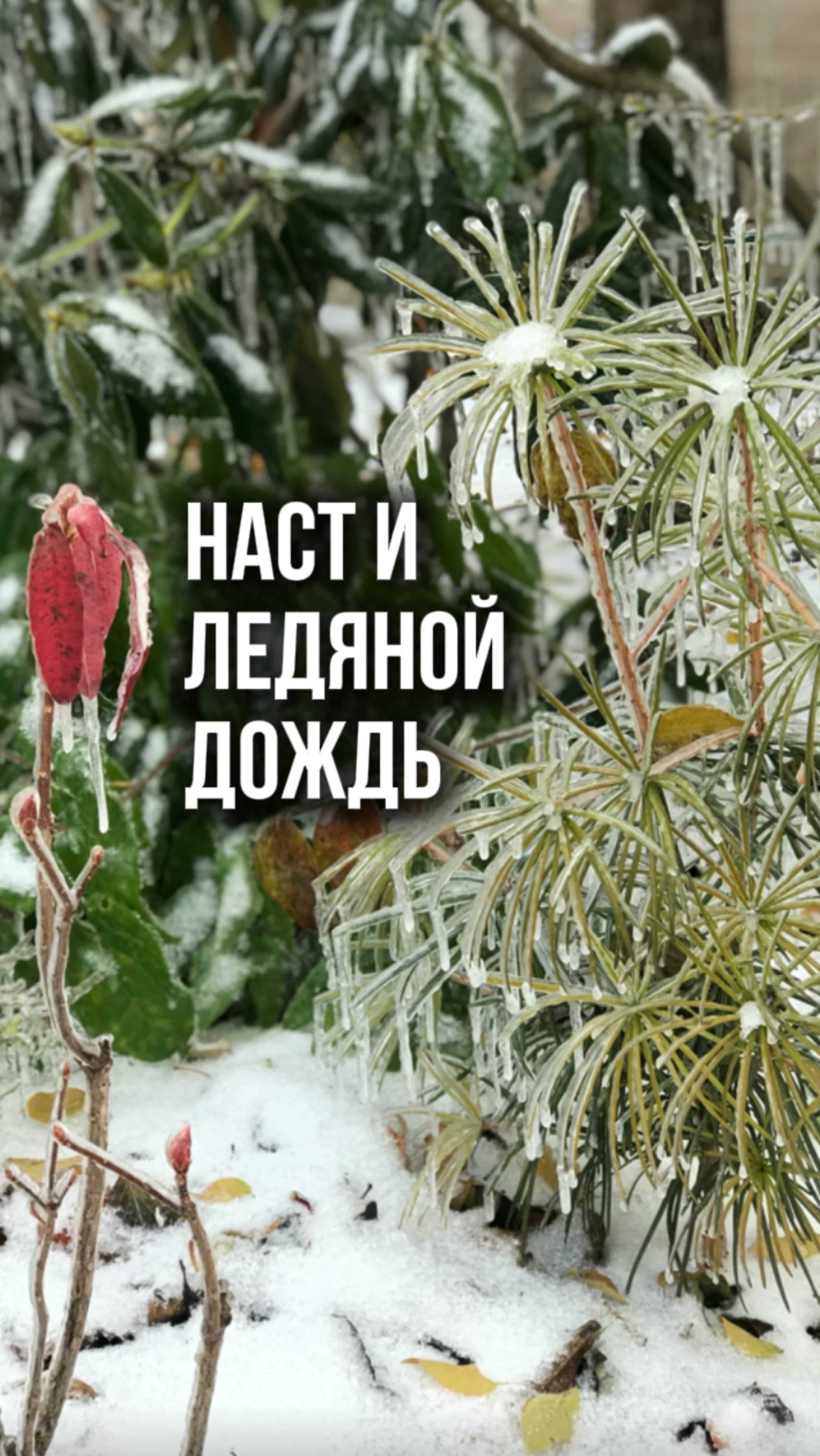Наст и ледяной дождь в саду смотреть онлайн