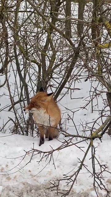Лиса на Куршской косе, Калиниградская область смотреть онлайн
