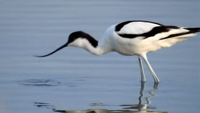 Tra terra e mare: la laguna nord di Venezia смотреть онлайн