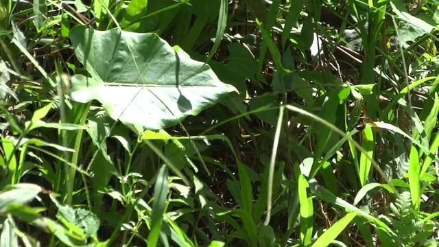 姬虎頭蜂紀錄 смотреть онлайн