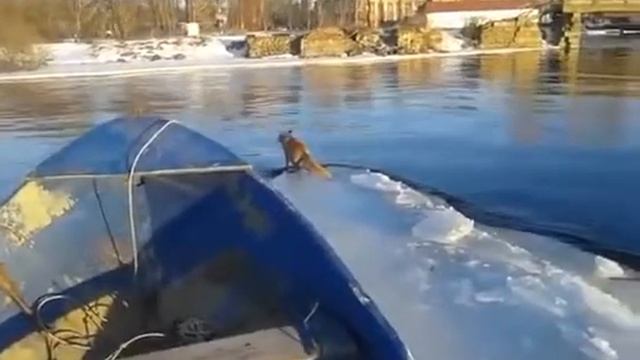 Спасение лисы, застрявшей на льдине смотреть онлайн