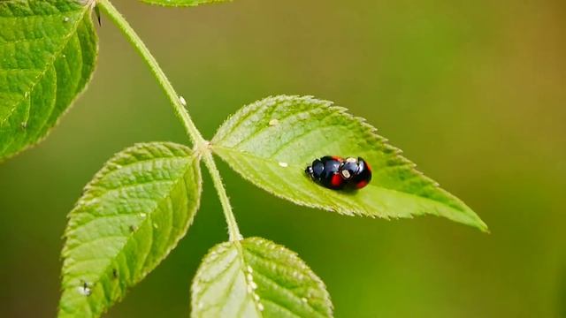 お尻をフリフリして求愛するナミテントウ Harmonia axyridis смотреть онлайн