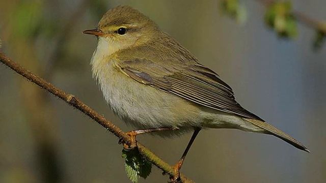 Песня пеночки-веснички (Phylloscopus trochilus) смотреть онлайн