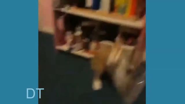 *117*Забавные животные,видео Funny animals video смотреть онлайн