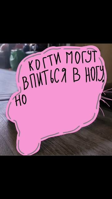 Когти могут впиться в ногу.. #врек #животные #shorts смотреть онлайн