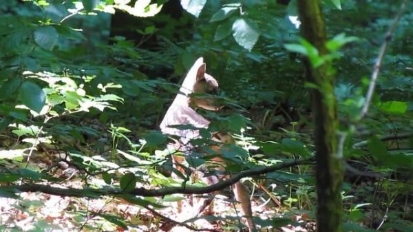 Маленькая косуля