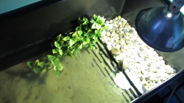 Pearl River Map Turtles смотреть онлайн
