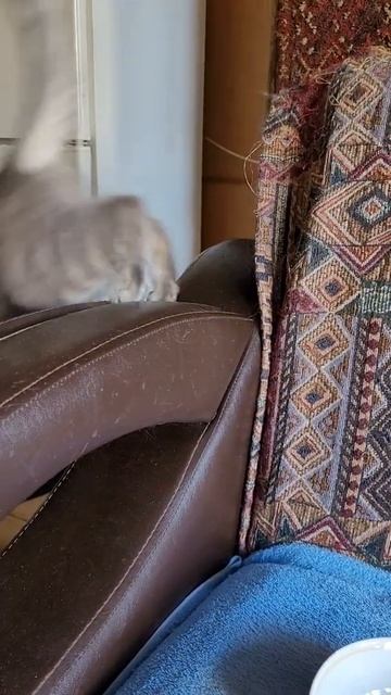 8 апреля 2022 г. Очень странные кошки 🤔 ))) смотреть онлайн