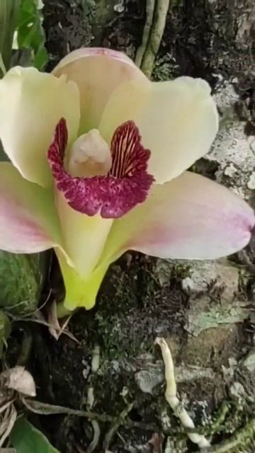 orquídea nativa bifrenaria смотреть онлайн