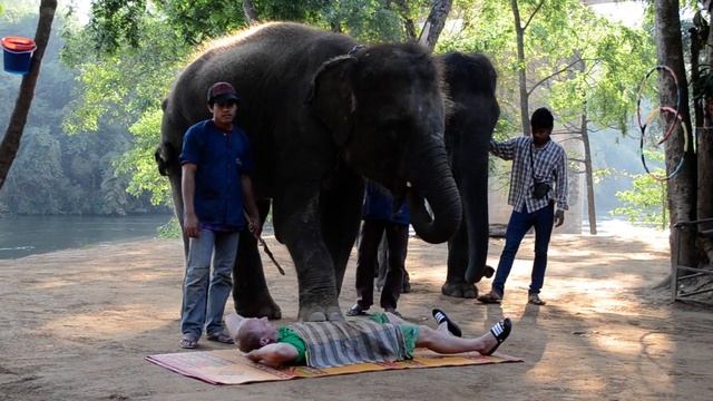 Прогулка по Тайланду. Слон играет с мужчиной / An elephant plays with a man in Thailand смотреть онлайн