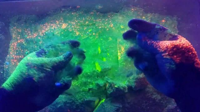 💚💛Neon Vibes Gymchalk Reforms💛💚