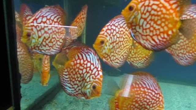 Pigeon Checkerboard discus смотреть онлайн
