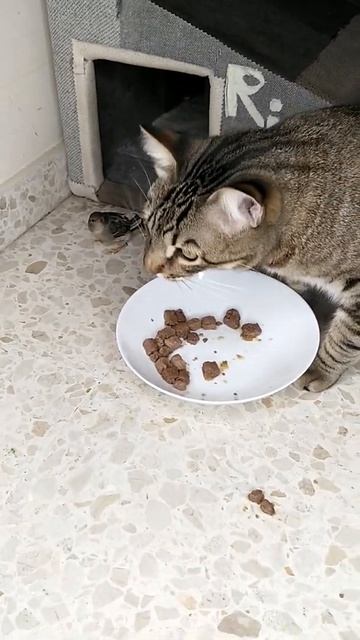 Кот и воробей смотреть онлайн