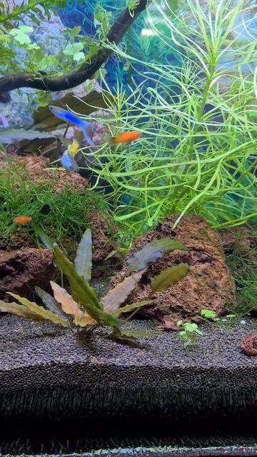 #аквариум #рыбки #дизайнаквариума #гуппи #криветки #улитки смотреть онлайн