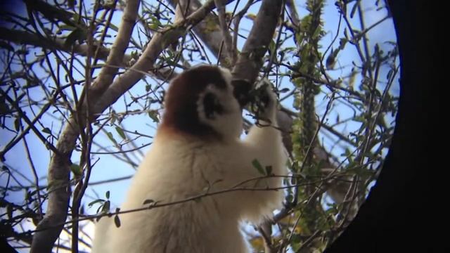 Verreaux's Sifaka смотреть онлайн