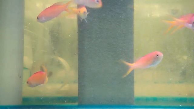 Anthias Peach смотреть онлайн