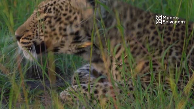 IMPRESSIONANTE LEOPARDO ARRASTA VACA PARA O MATO смотреть онлайн