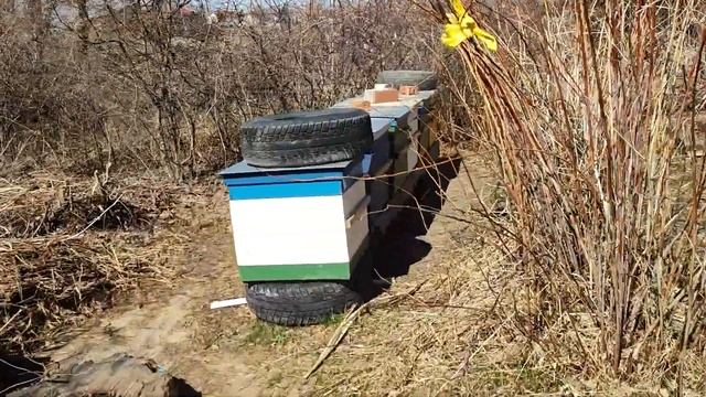 25 04 23г пчела работает , после обеда, на улице плюс19 в тени смотреть онлайн