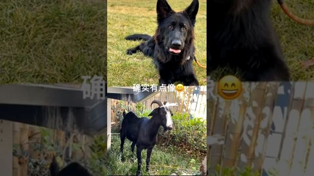 #Short #Dog #Best Dog's Life | Удивительная собака 2021 | Готовка собак 2021 | Умная собака 2021 смотреть онлайн