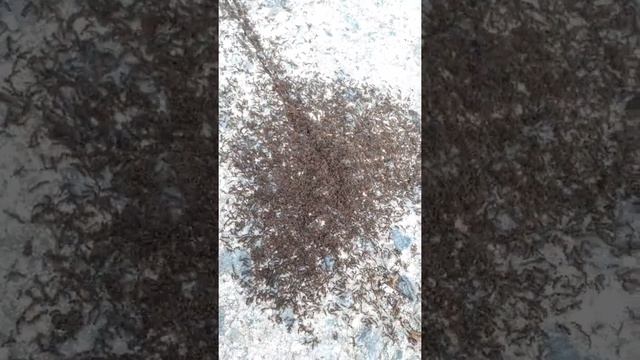 원당산, 개미떼 발견! смотреть онлайн