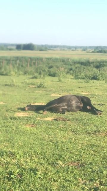 Когда у тебя все хорошо, а слепни ещё не проснулись смотреть онлайн