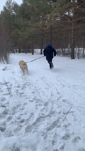 Зевсу 4 месяца и 1,5 года☀️❄️ #алабай #алабайвидео #омск смотреть онлайн